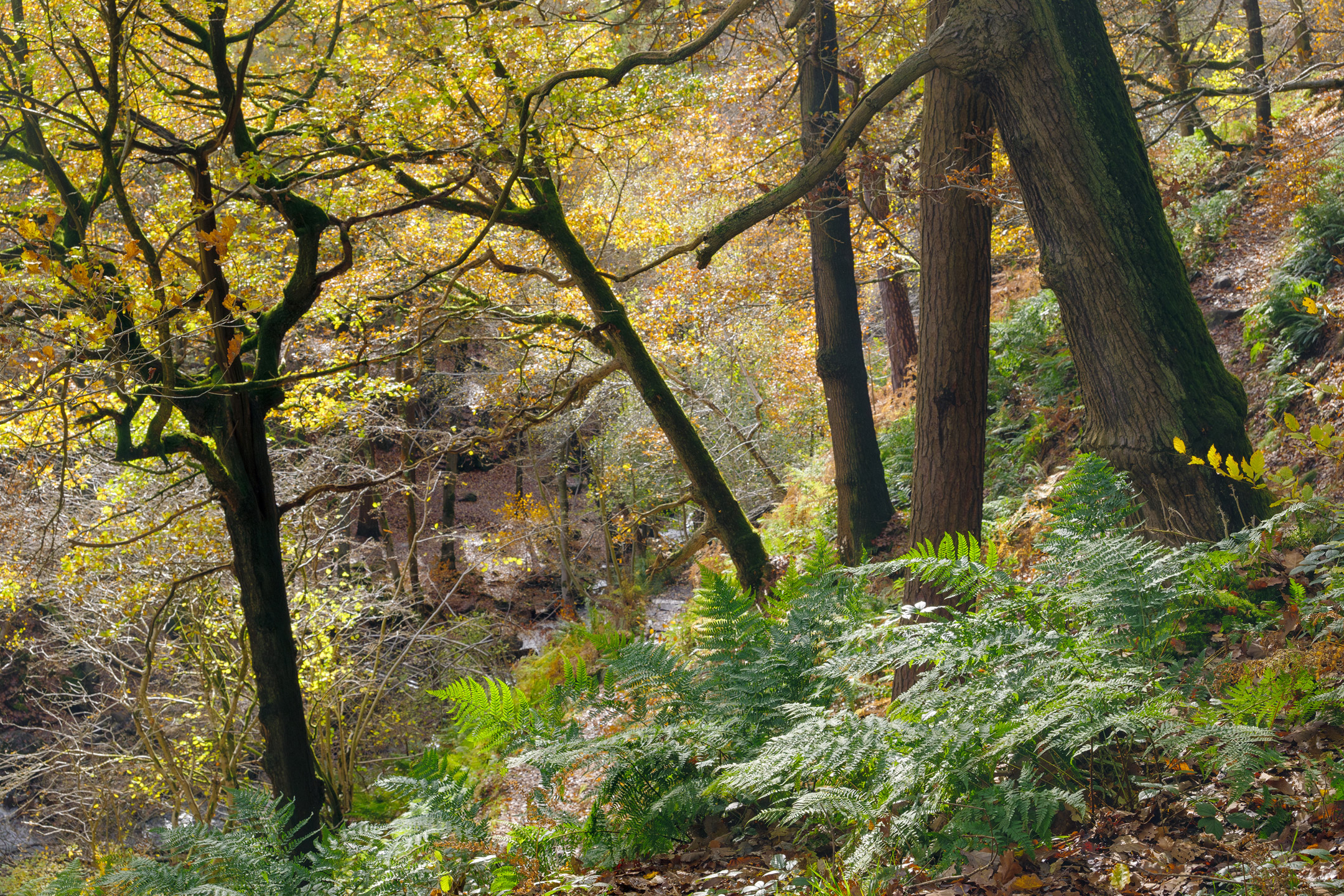 Twisted autumn trees in the woodland of Padley Gorge, Peak District, England