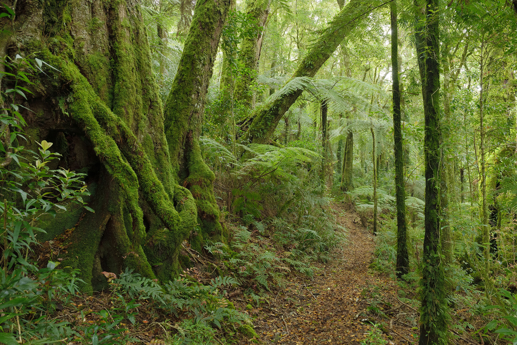 A magnificent Antarctic Beech tree arches over a path in the lush rainforest of Lamington National Park, Australia