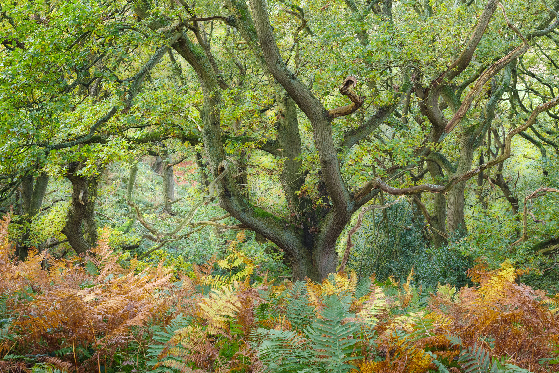 Vibrant autumn woodland in Newton Wood, North York Moors, England