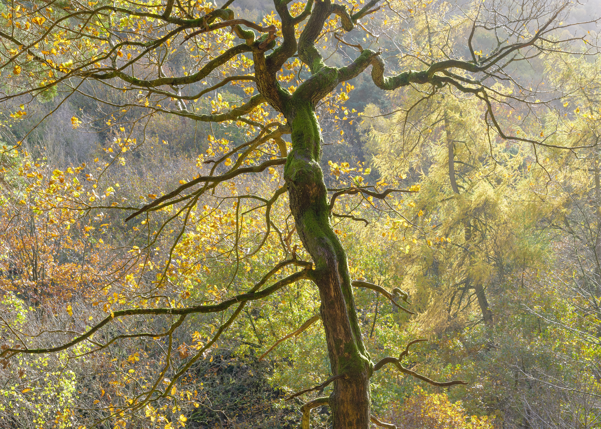 Beautiful autumn tree backlit by the sun in Padley Gorge, Peak District, England