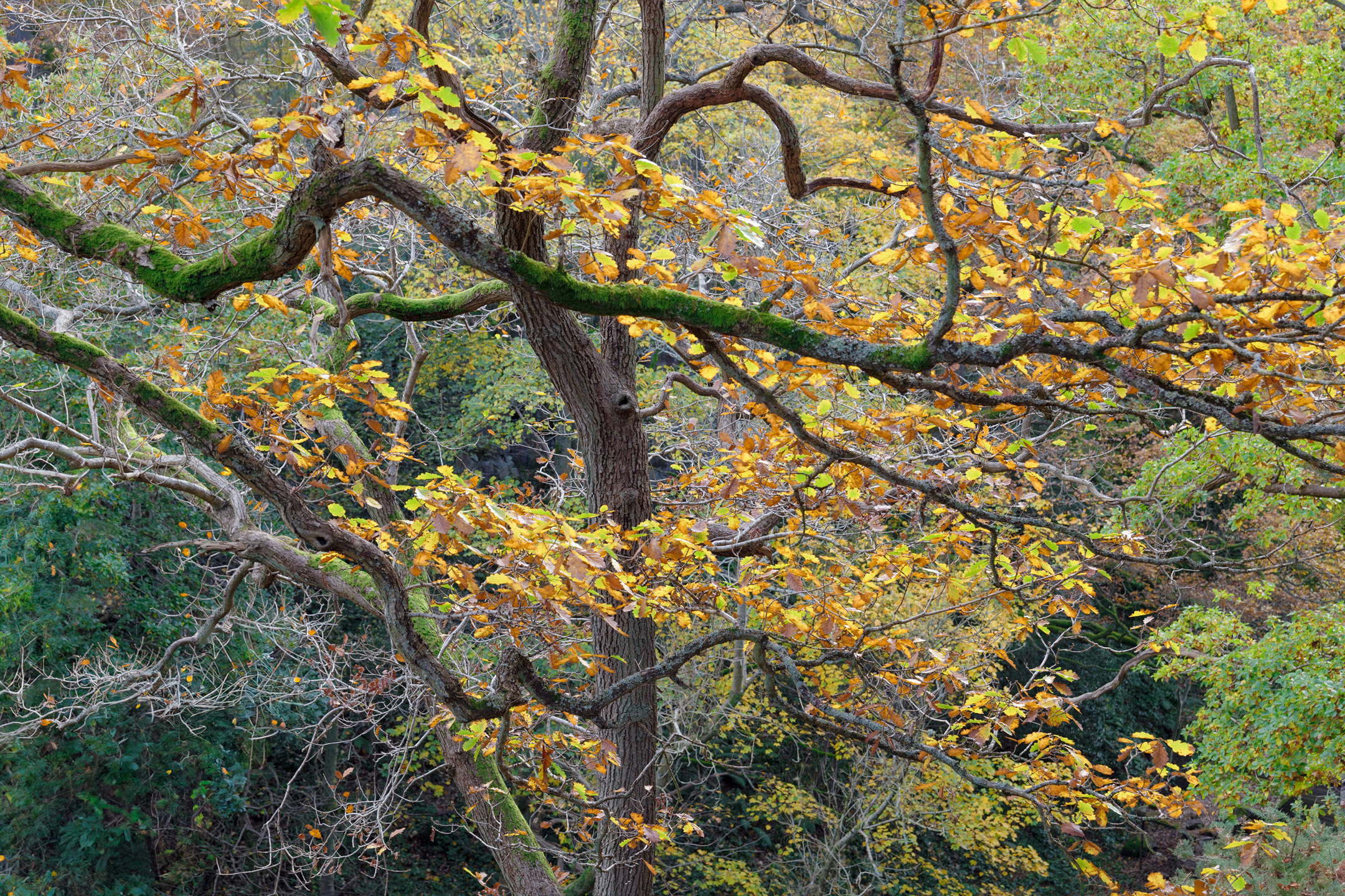 Criss-crossing autumn coloured tree limbs near Goathland, North York Moors, England