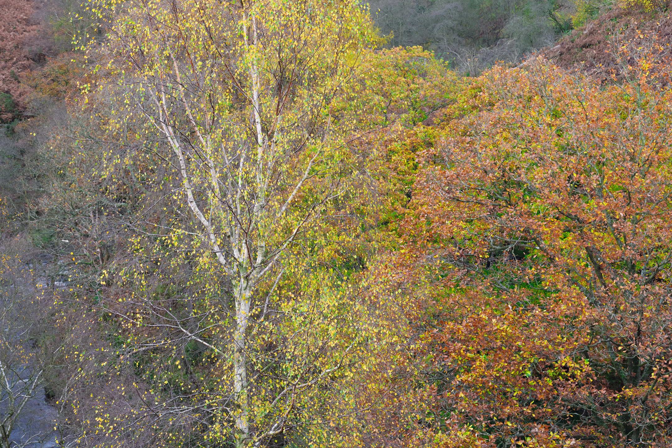 Painterly autumn covered trees near Goathland, North York Moors, England