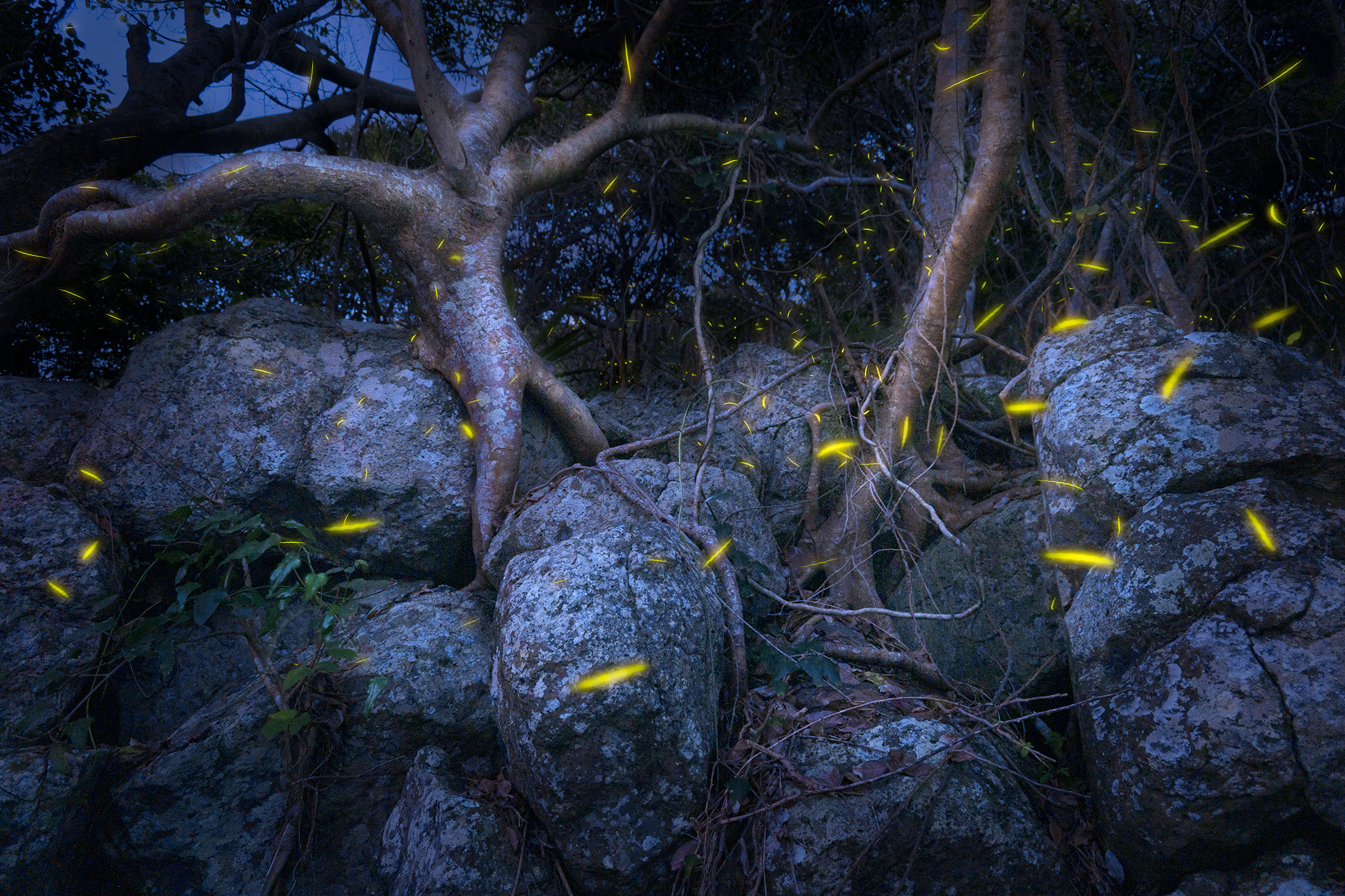 Trees dancing by firefly light in this twisty old woodland on the Gold Coast, Australia