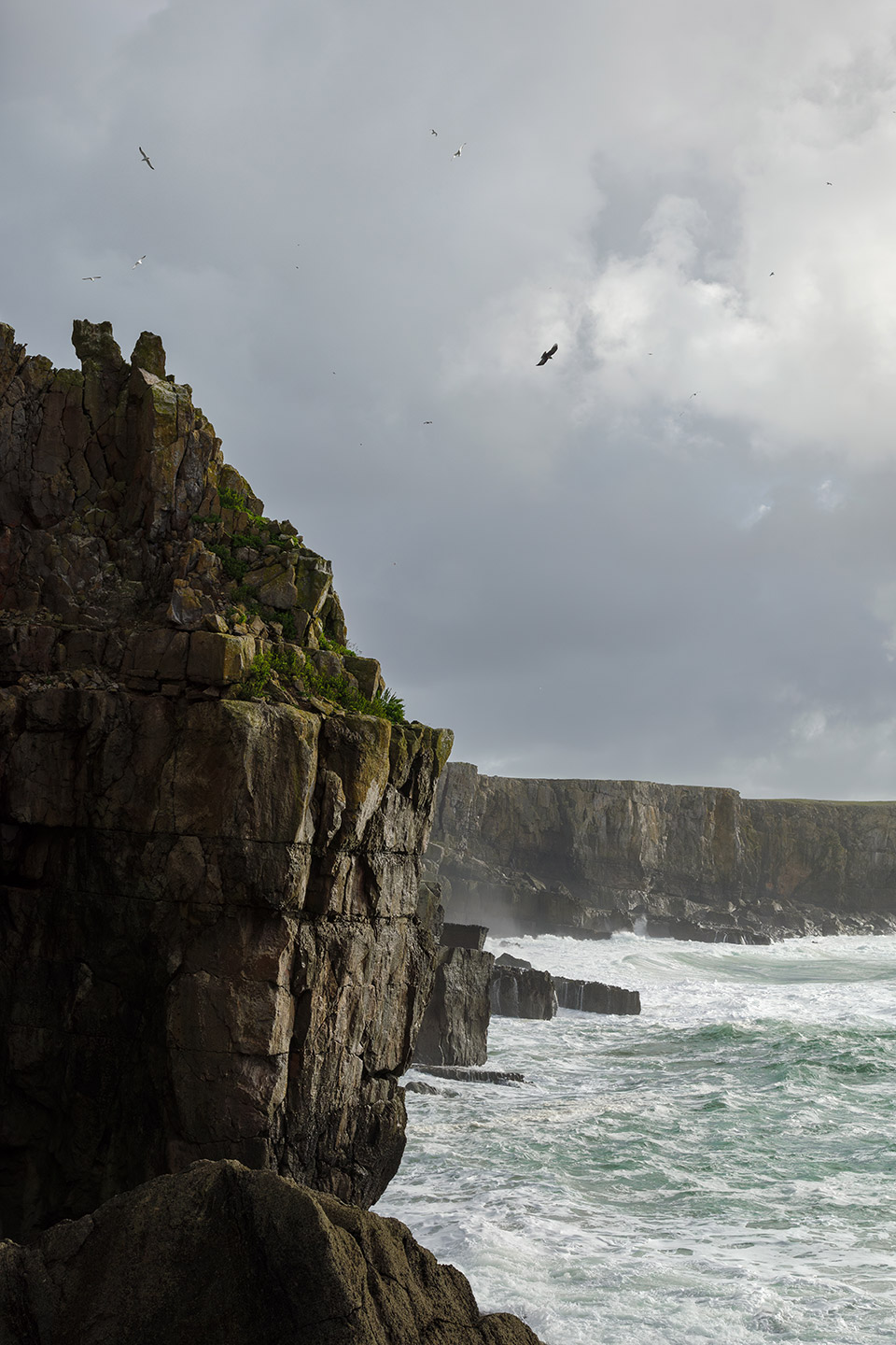 Gulls soar over the sea cliffs near Saint Govan's Chapel on the Pembrokeshire Coast, Wales