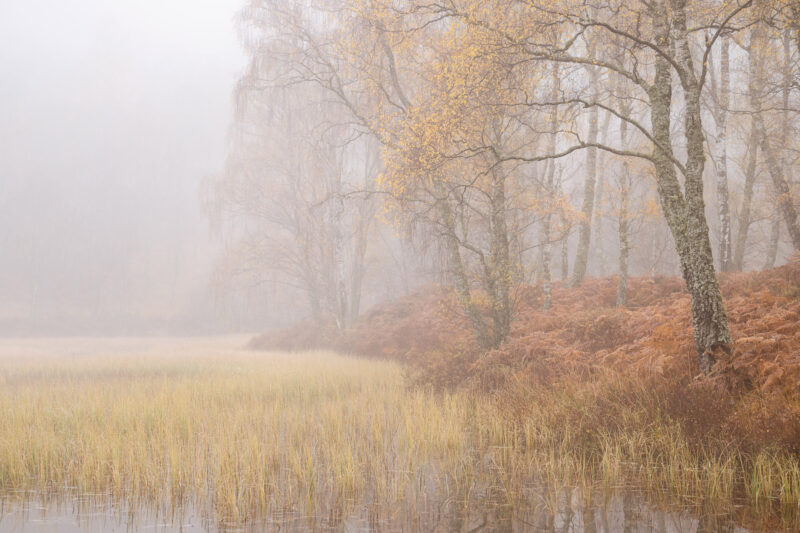 A cold mist envelops the little loch in Craigellachie Nature Reserve, Scotland