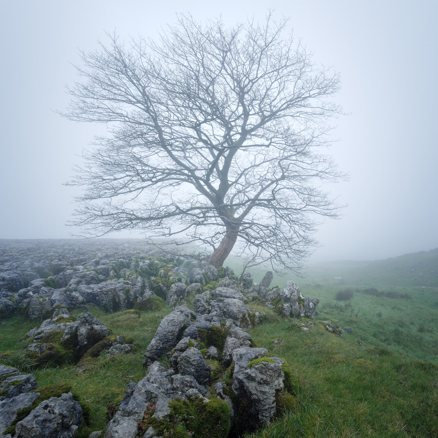 A naked tree shrouded in mist in the limestone pavement of Southerscales, Yorkshire Dales, England