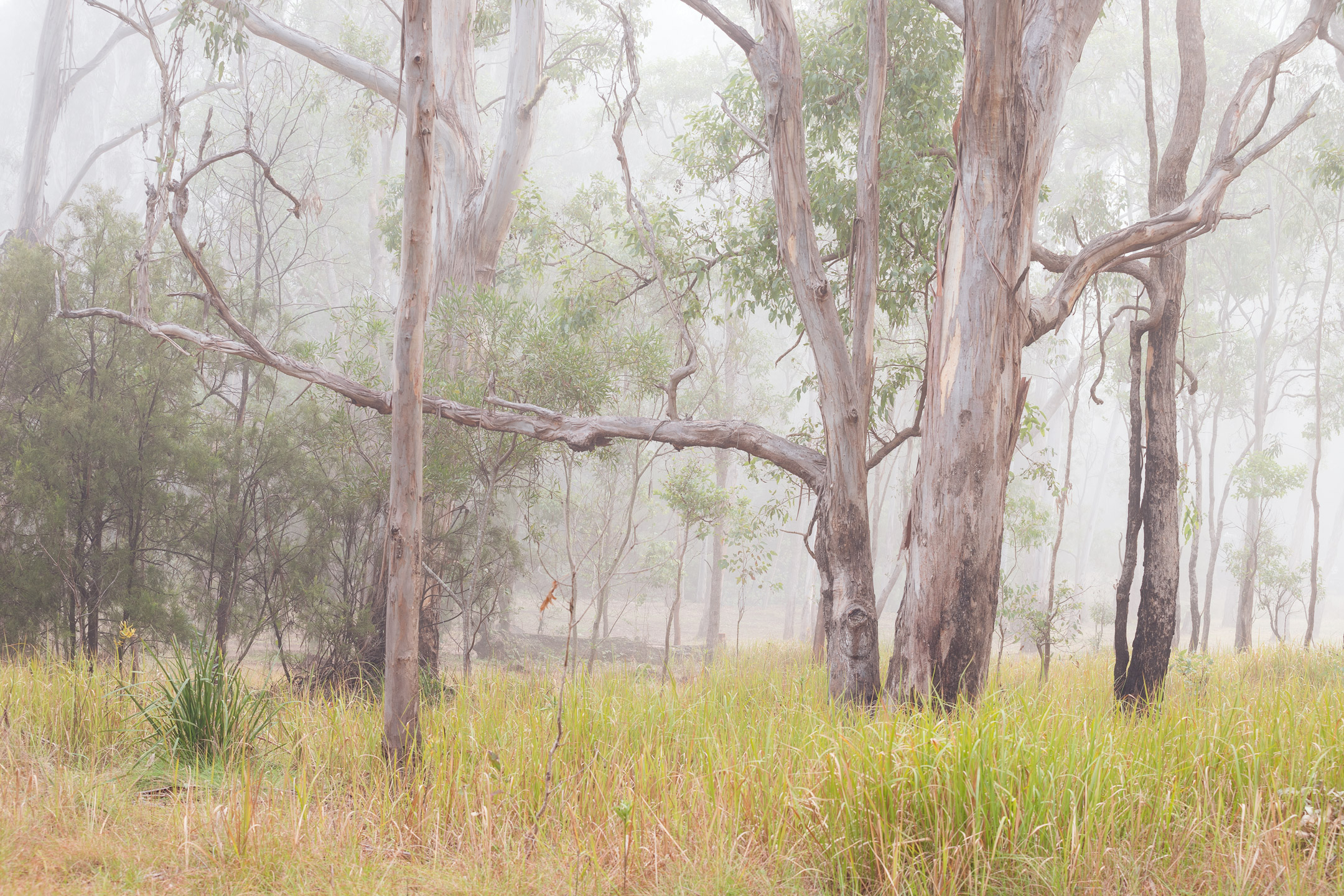 A misty morning at Goomburra in Main Range National Park, Australia