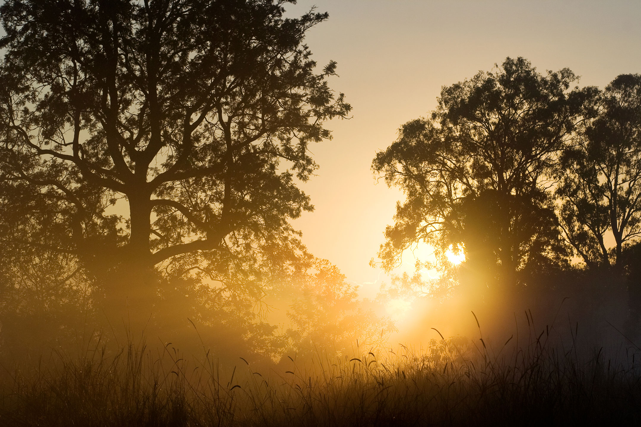 A beautiful orange sunrise through misty trees on the Gold Coast, Australia