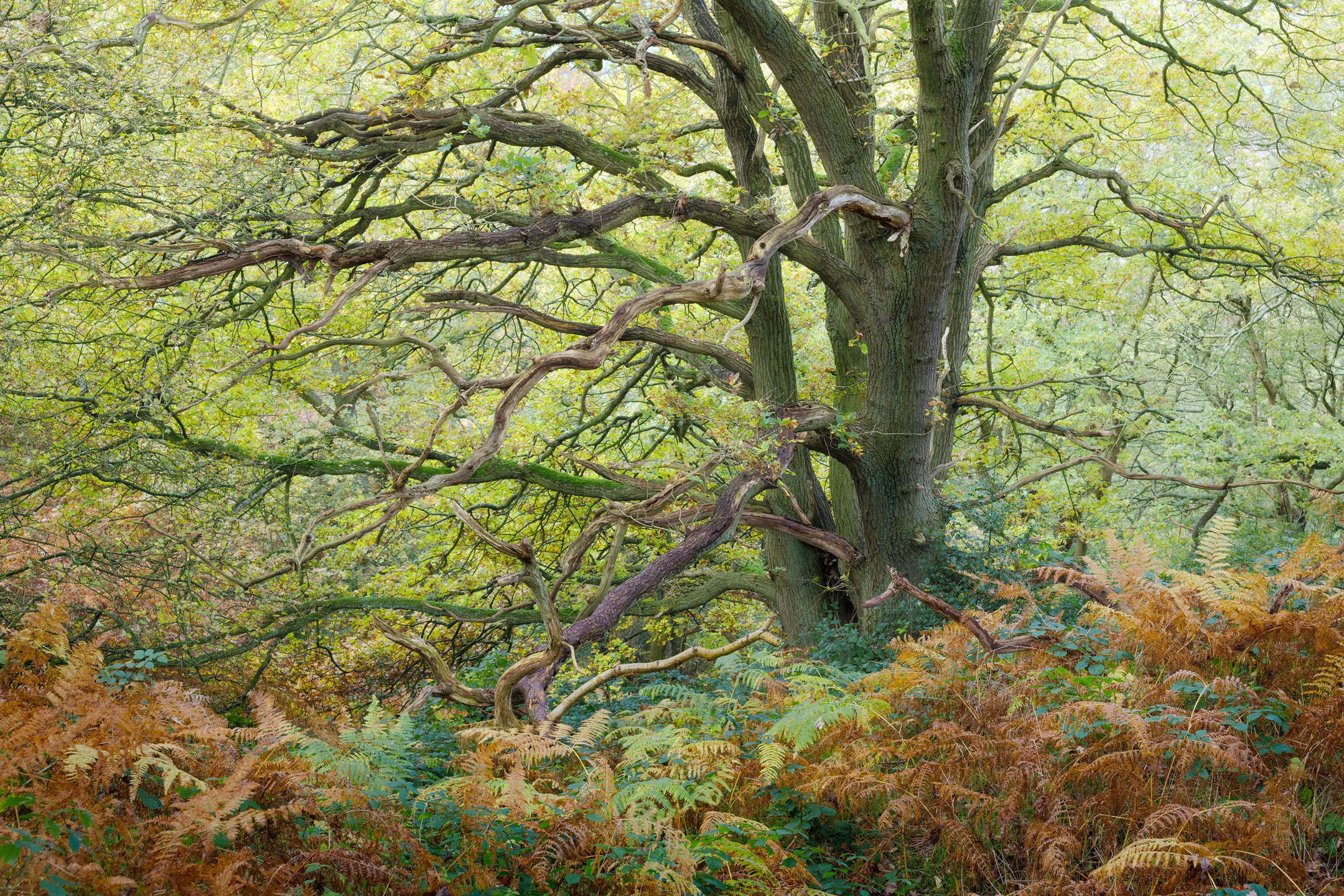 Gnarled branches surrounded by autumn woodland in Newton Wood, North York Moors, England