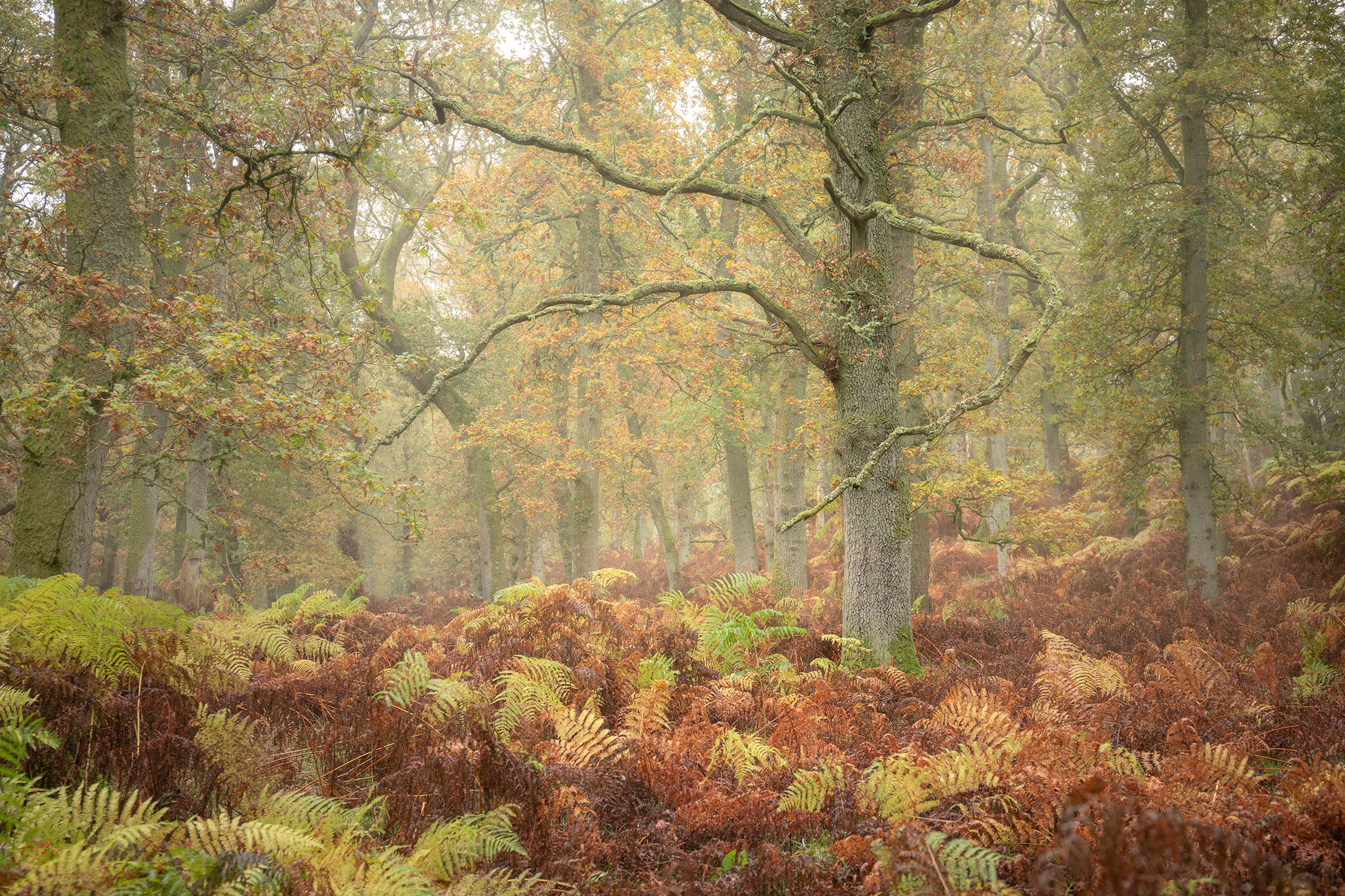 Gnarly limbs reach out late autumn in the fairy tale wood at Kinclaven, Scotland