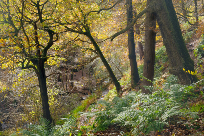 Twisted autumn trees in the woodland of Padley Gorge, Peak District, England