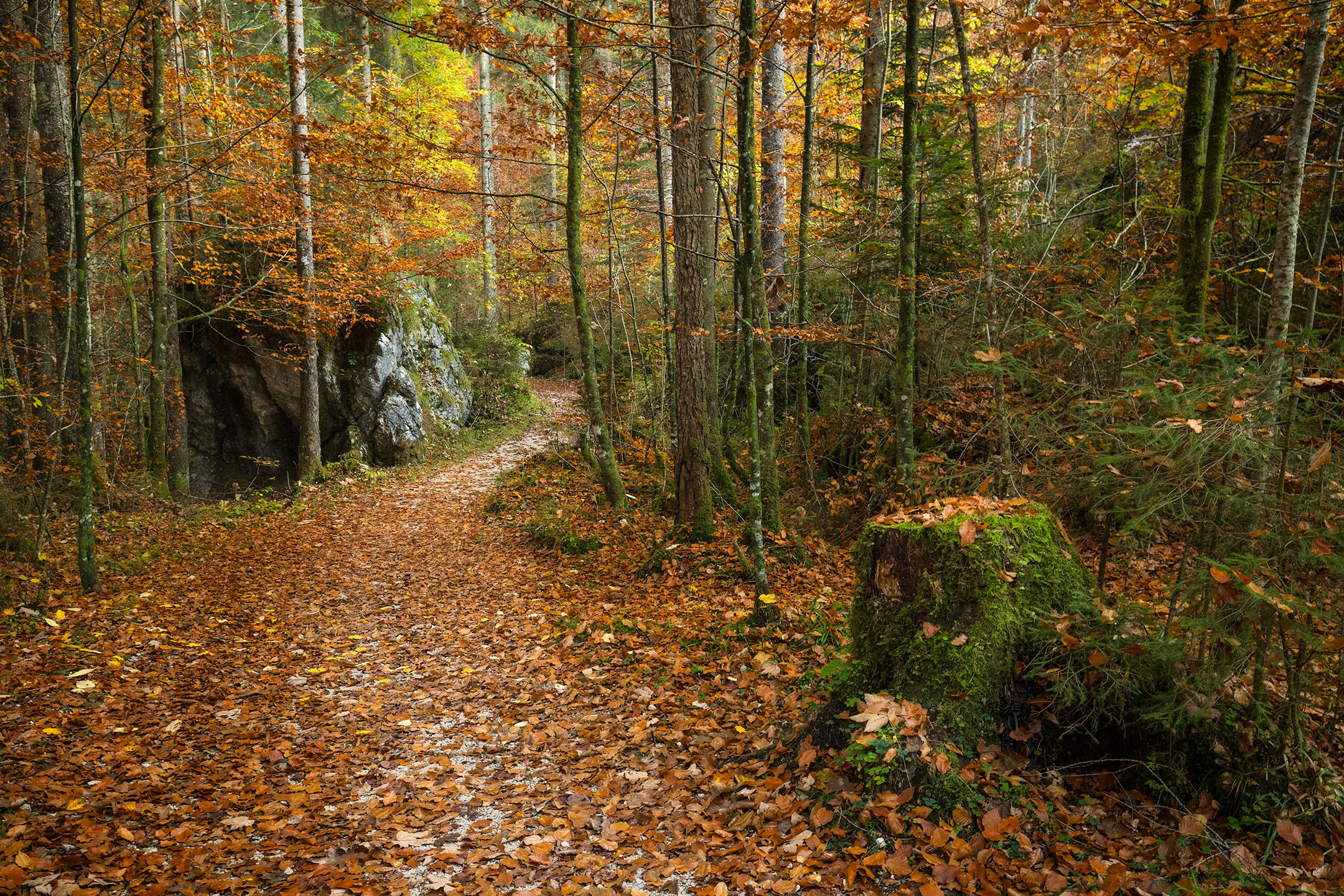 A path winds through the lovely autumn forest of the Echerntal in Austria