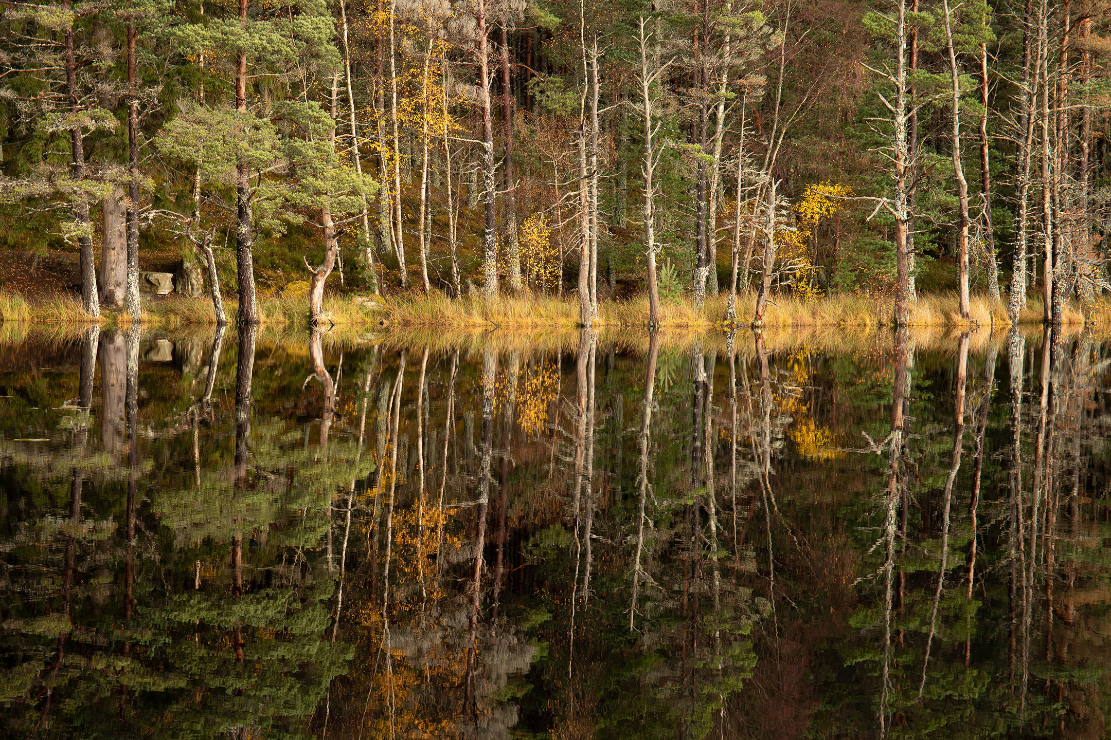 A reflection of autumn in the Uath Lochans, Cairngorm Mountains, Scotland