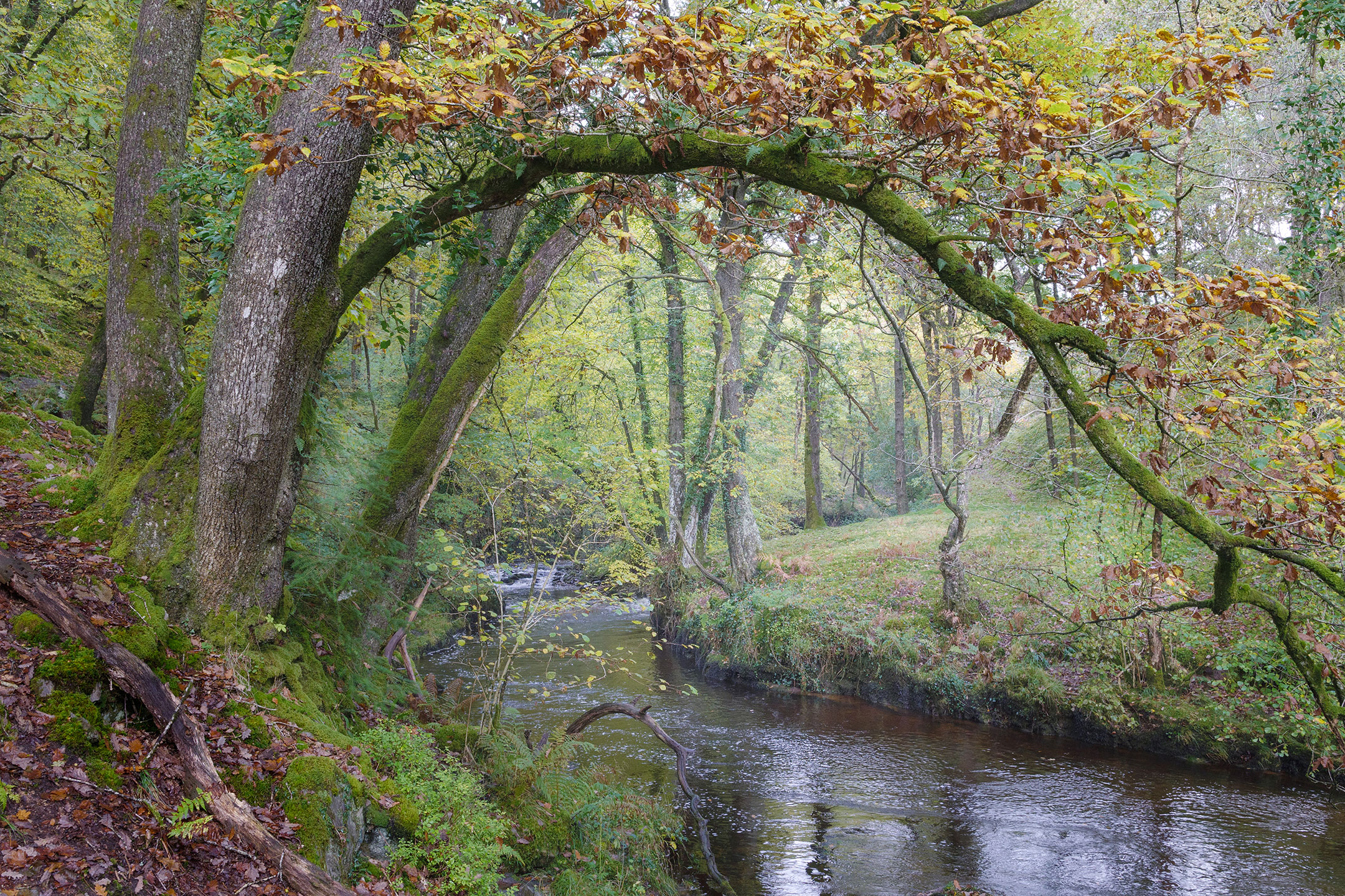 An autumn tree arches over the River Neath on the Elidir Trail in the Brecon Beacons, Wales