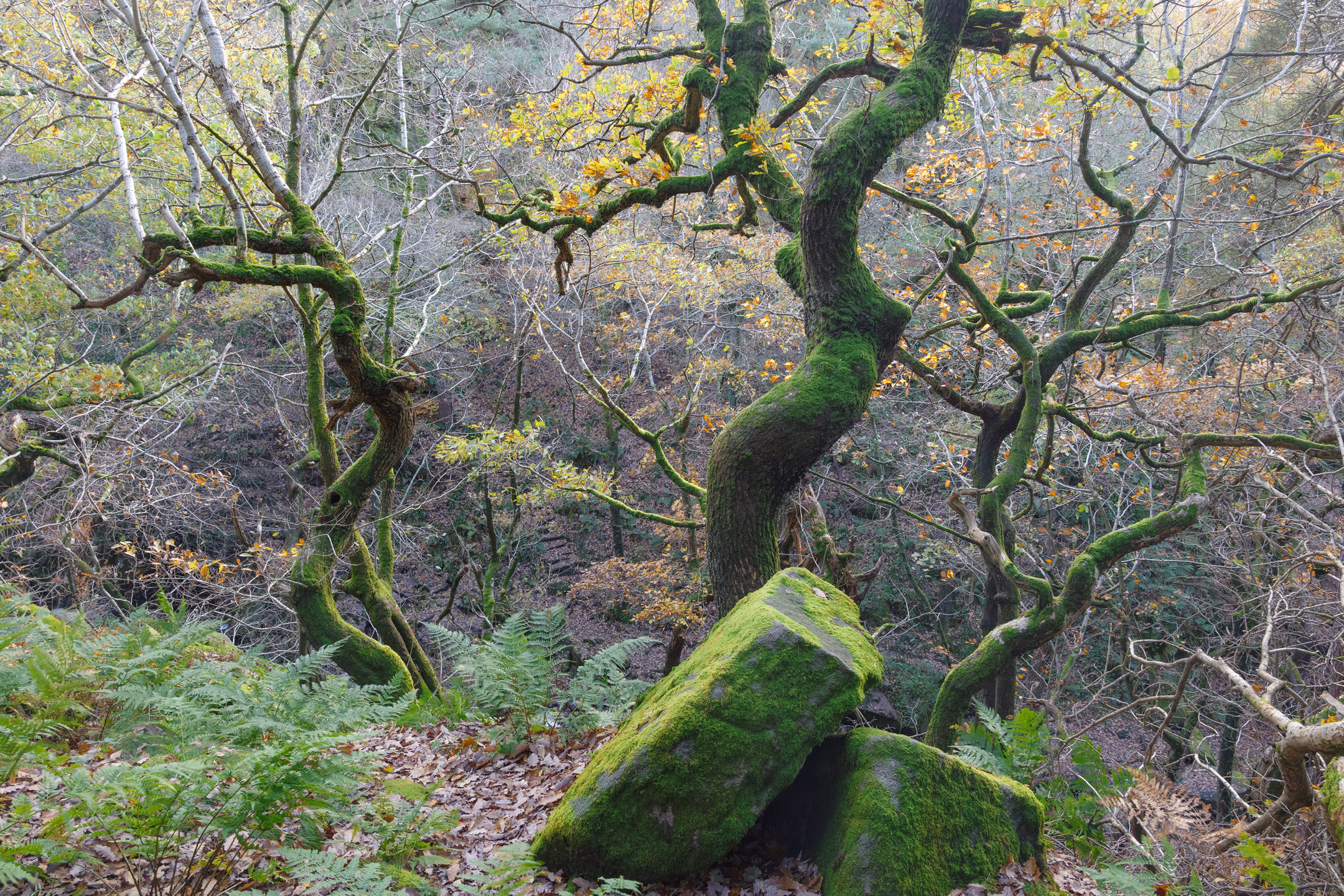 Twisted autumn trees in the woodland of Padley Gorge, Peak District, England