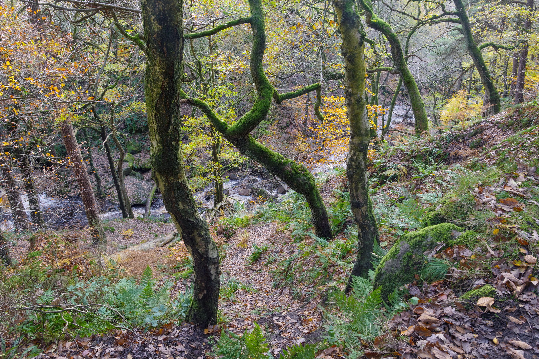 Twisty autumn trees in the woodland of Padley Gorge, Peak District, England