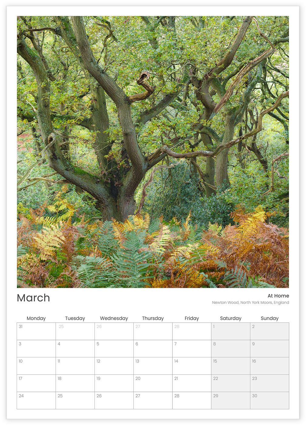 2025 Calendar March: Newton Wood, North York Moors, England