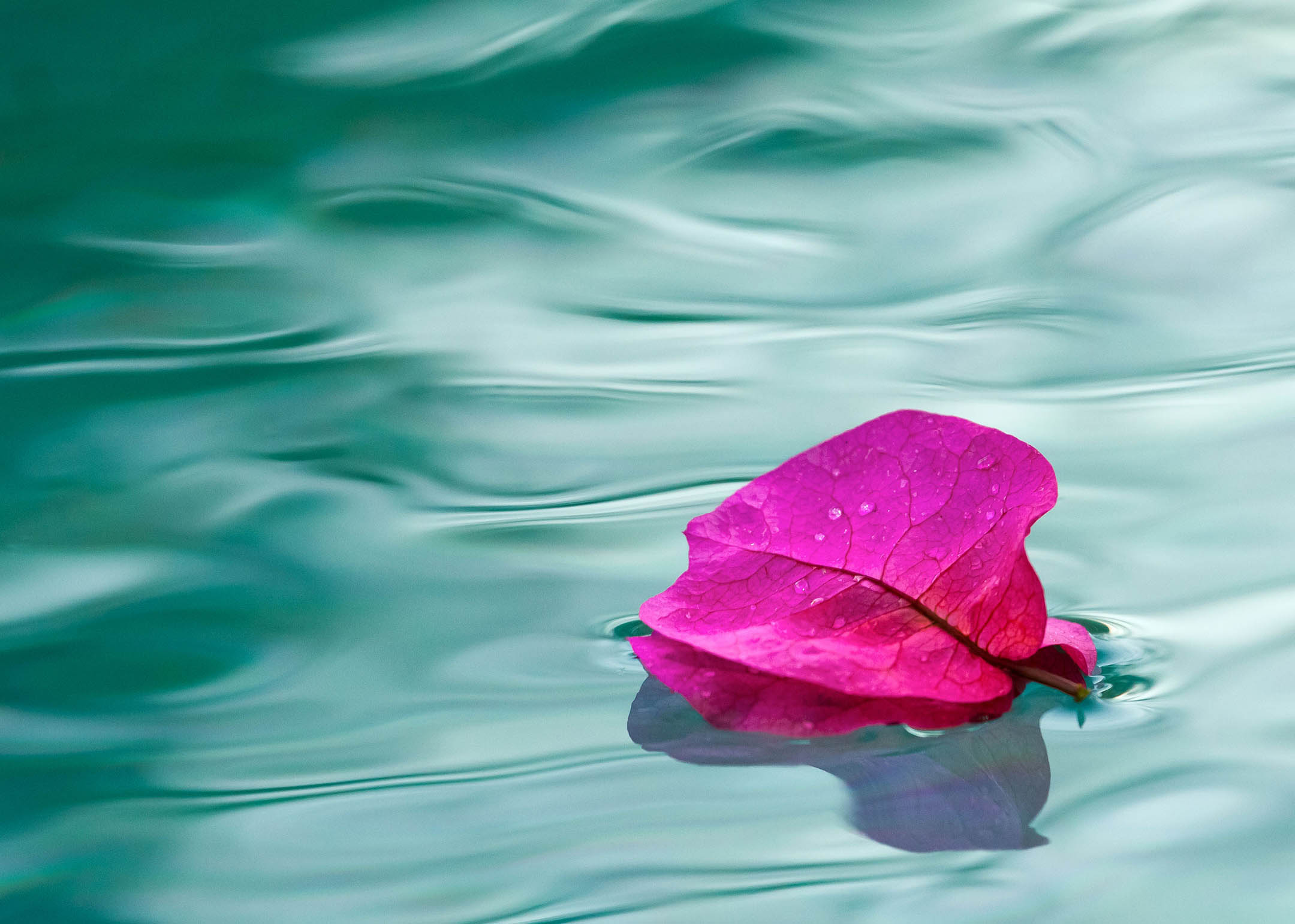 A bougainvillea flower floats calmly on the water