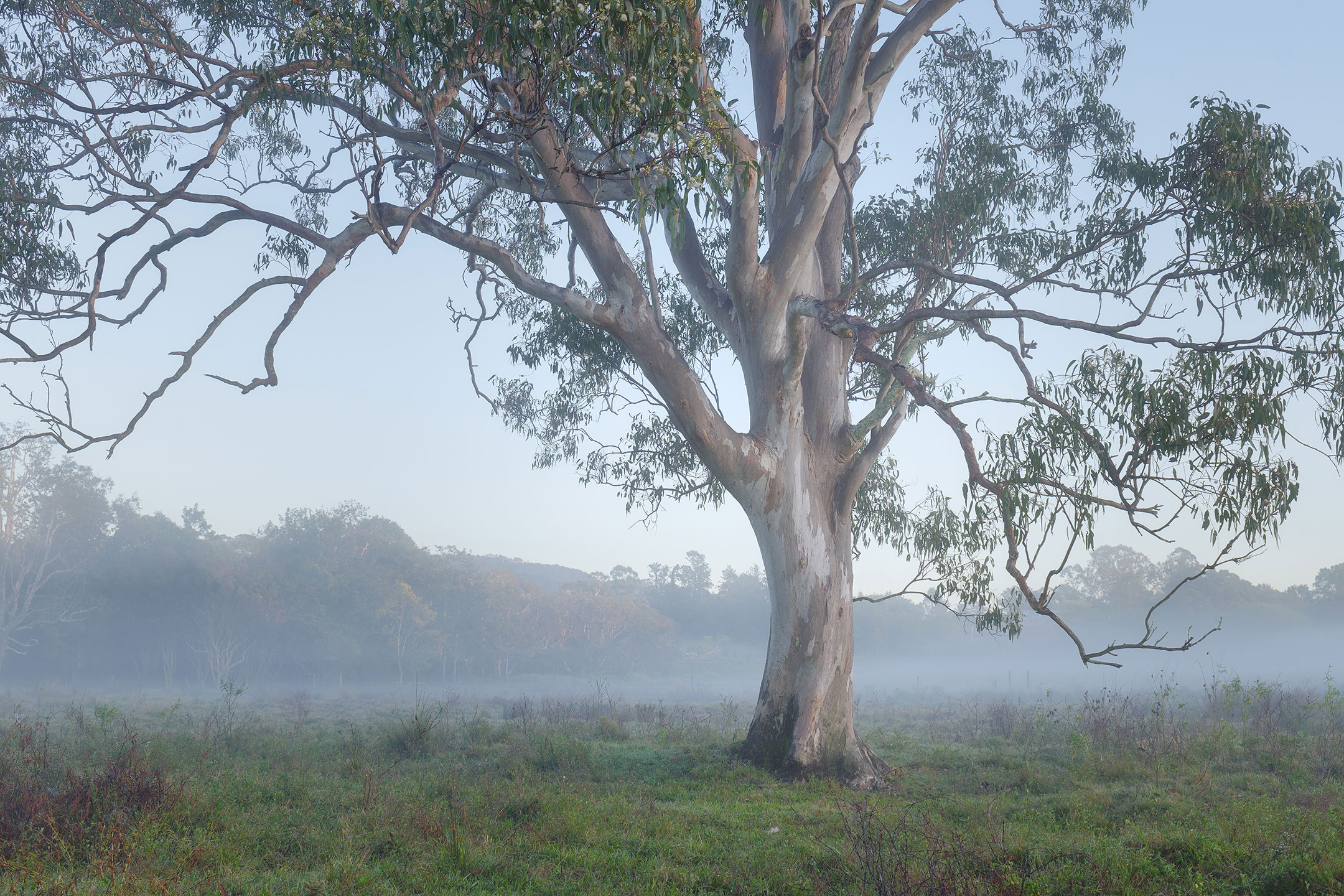 An elegant gum tree in an early morning, winter's mist, in the Gold Coast Hinterland, Australia