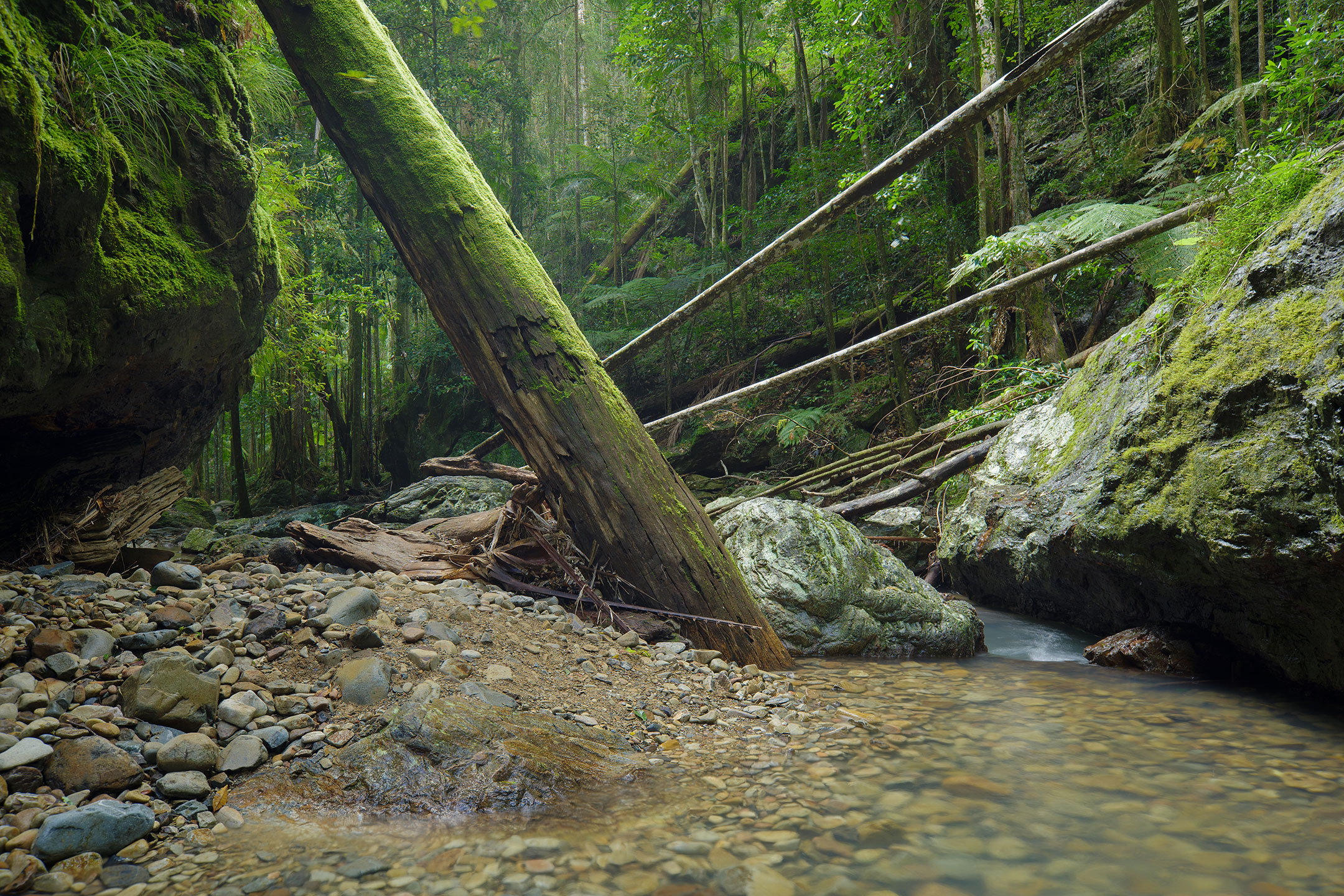 Fallen trees in a mossy gorge in the Gold Coast Hinterland, Australia