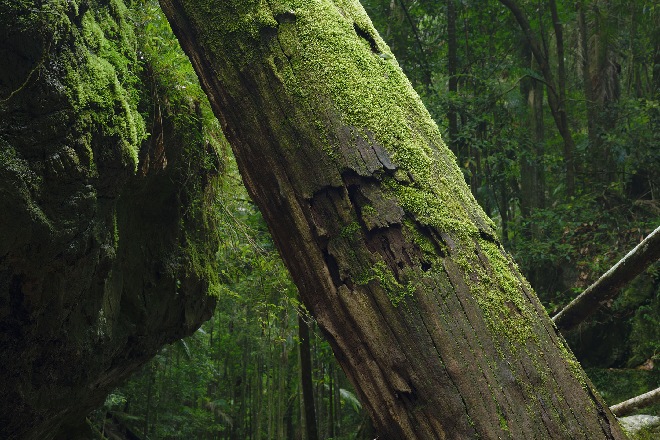 The beauty of a fallen tree trunk, covered in moss, in the Gold coast Hinterland, Australia