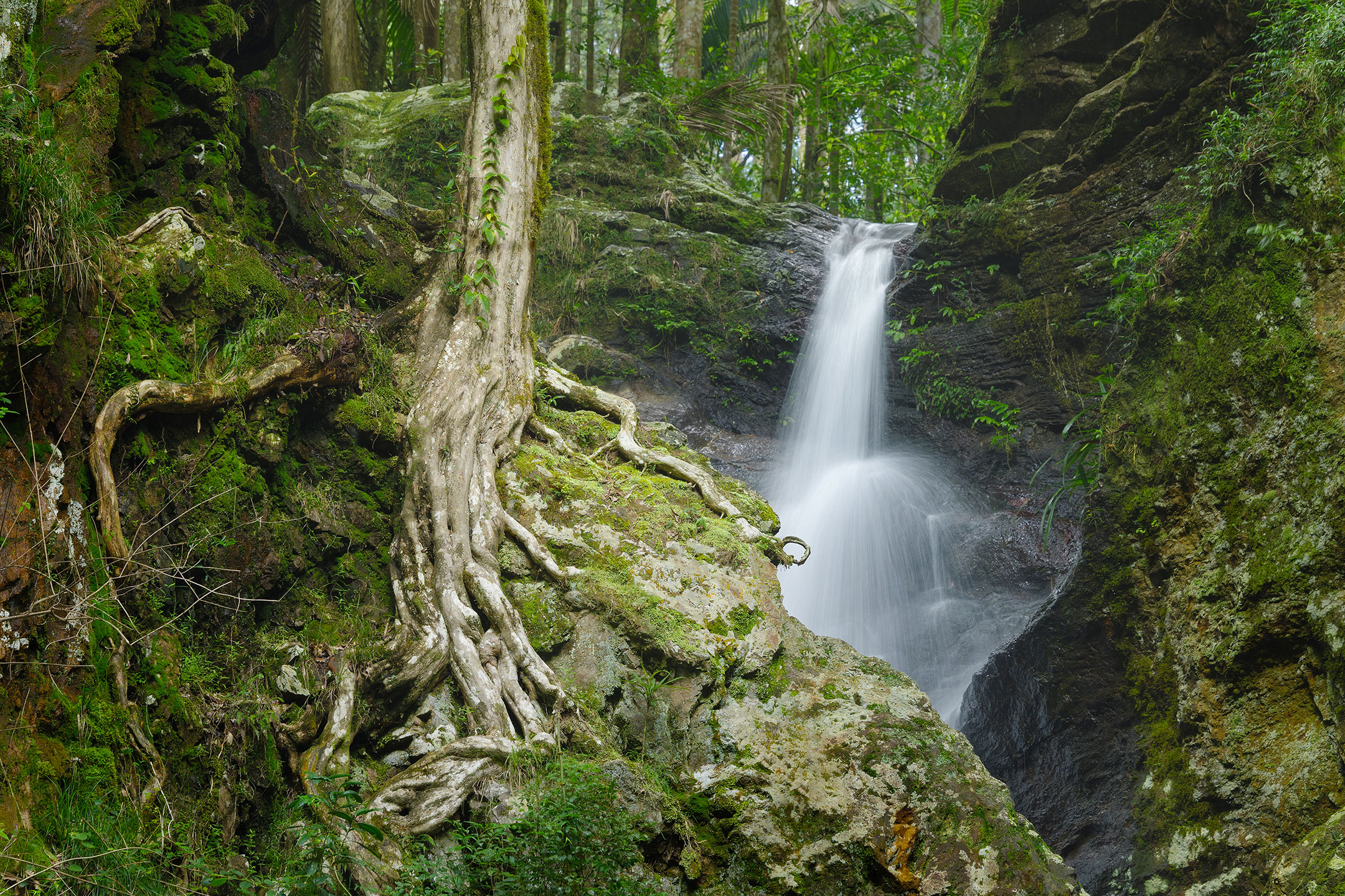 A tree clings to a rockface beside a hidden waterfall in the Gold Coast Hinterland, Australia