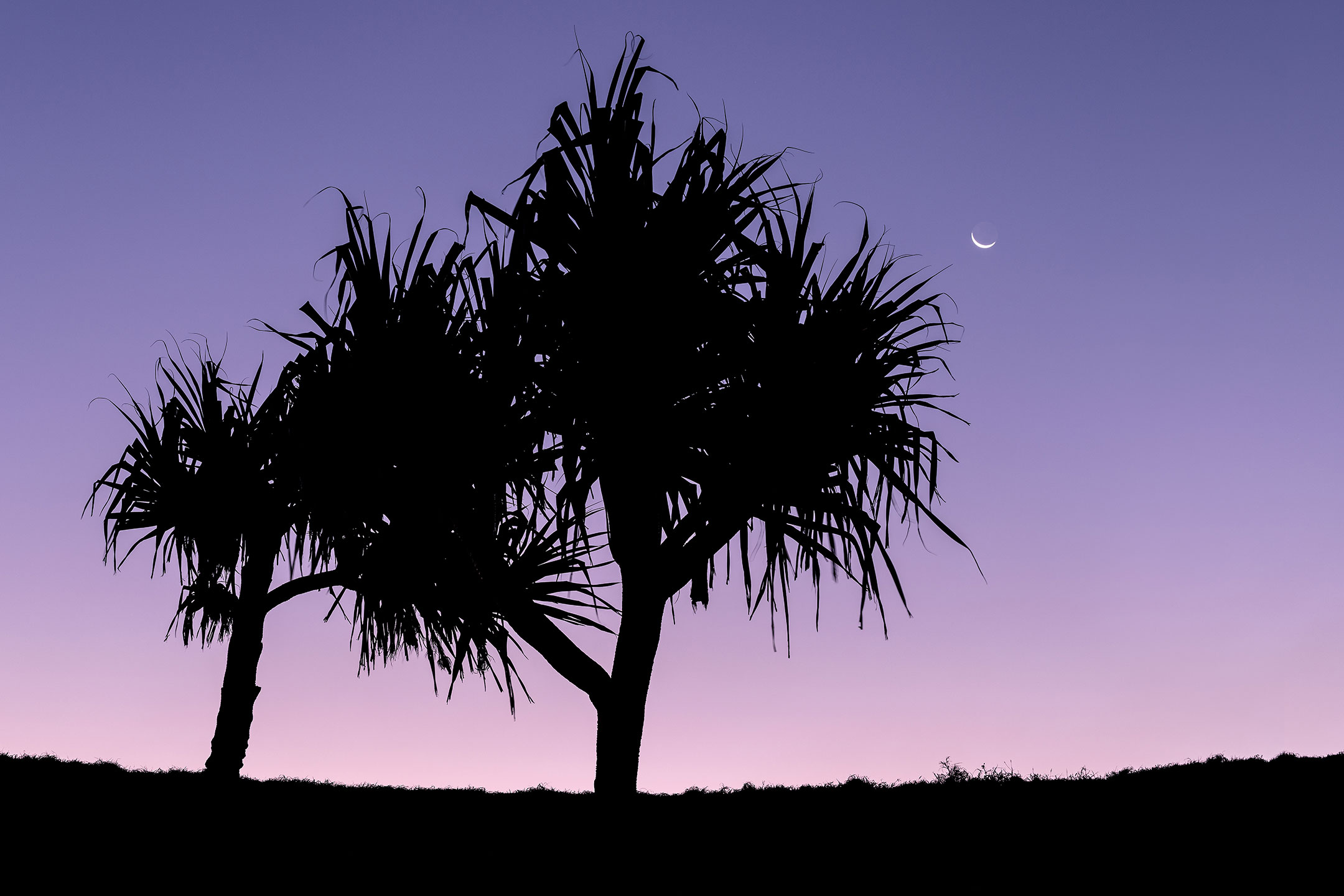 A crescent moon hangs above a pandanus tree silhouetted by the last light of the day. Norries Head, Cabarita Beach, Australia