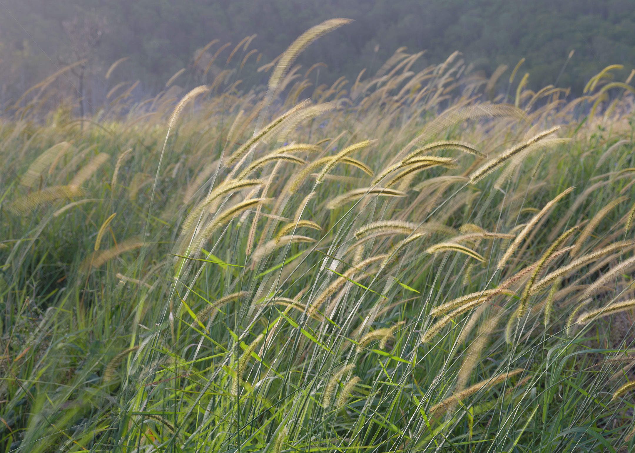 Reeds dancing in the wind, Hinze Dam, Gold Coast, Australia