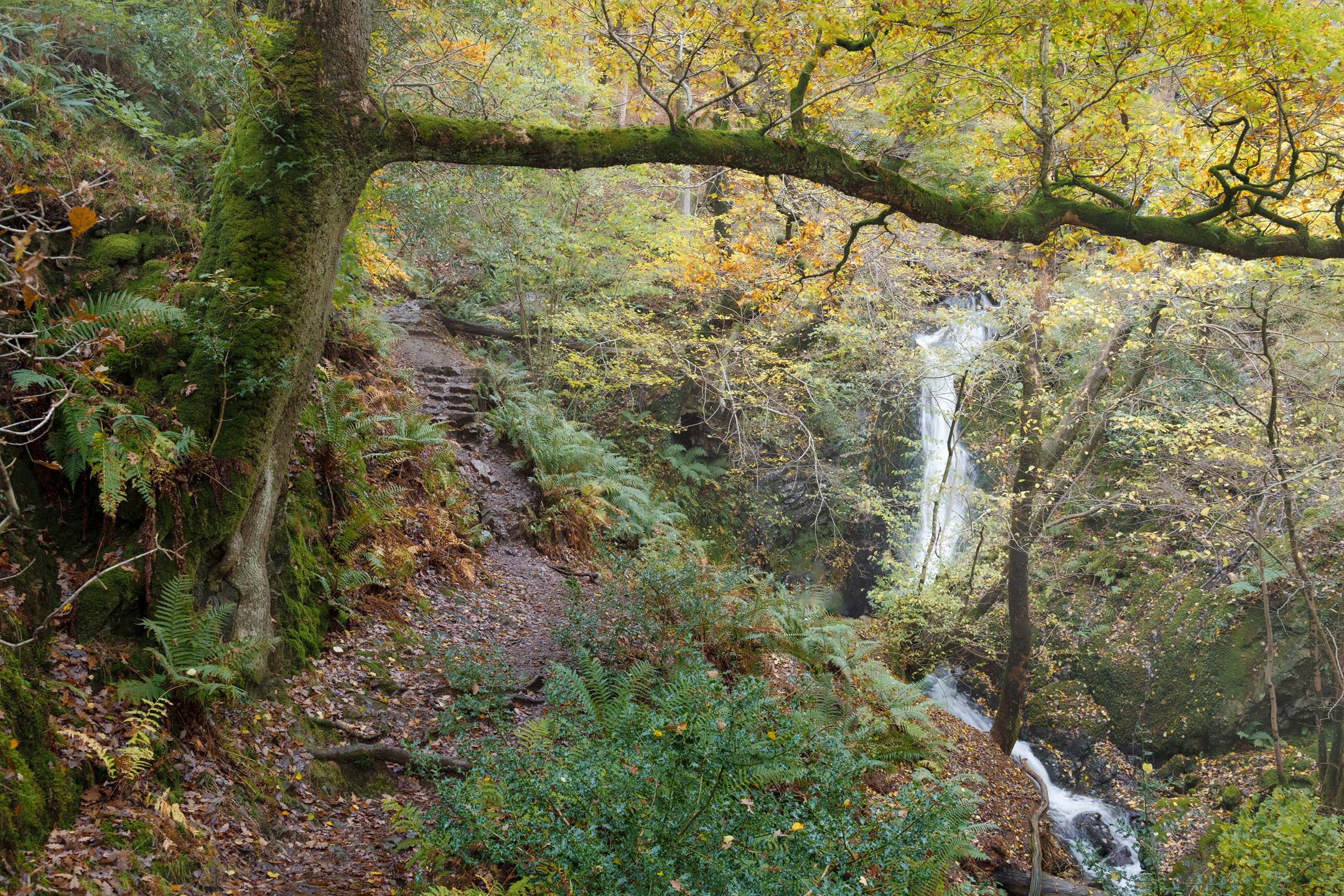 A glimpse of Tom Gill Falls through an autumn wood, Lake District, England