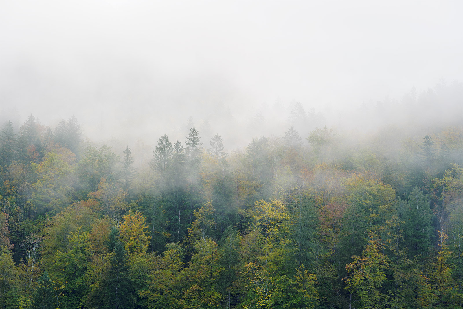 Fog weaves its way amongst the trees around Königsee in Berchtesgaden, Germany